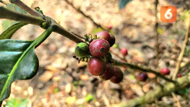 Kebun Kopi Cikoneng
