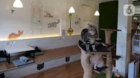 Seekor kucing bermain di Kopi Cat Cafe Kemang, Jakarta, Sabtu (30/5/2020). Kafe kucing itu akan menerapkan protokol kesehatan terkait kebijakan new normal, salah satunya adalah mengurangi jumlah pengunjung dan wajib memakai masker yang dimulai pada 5 Juni mendatang. (Liputan6.com/Herman Zakharia)