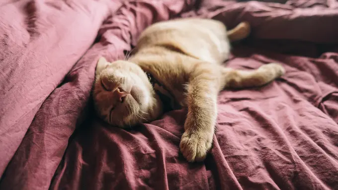 Kucing Lemas