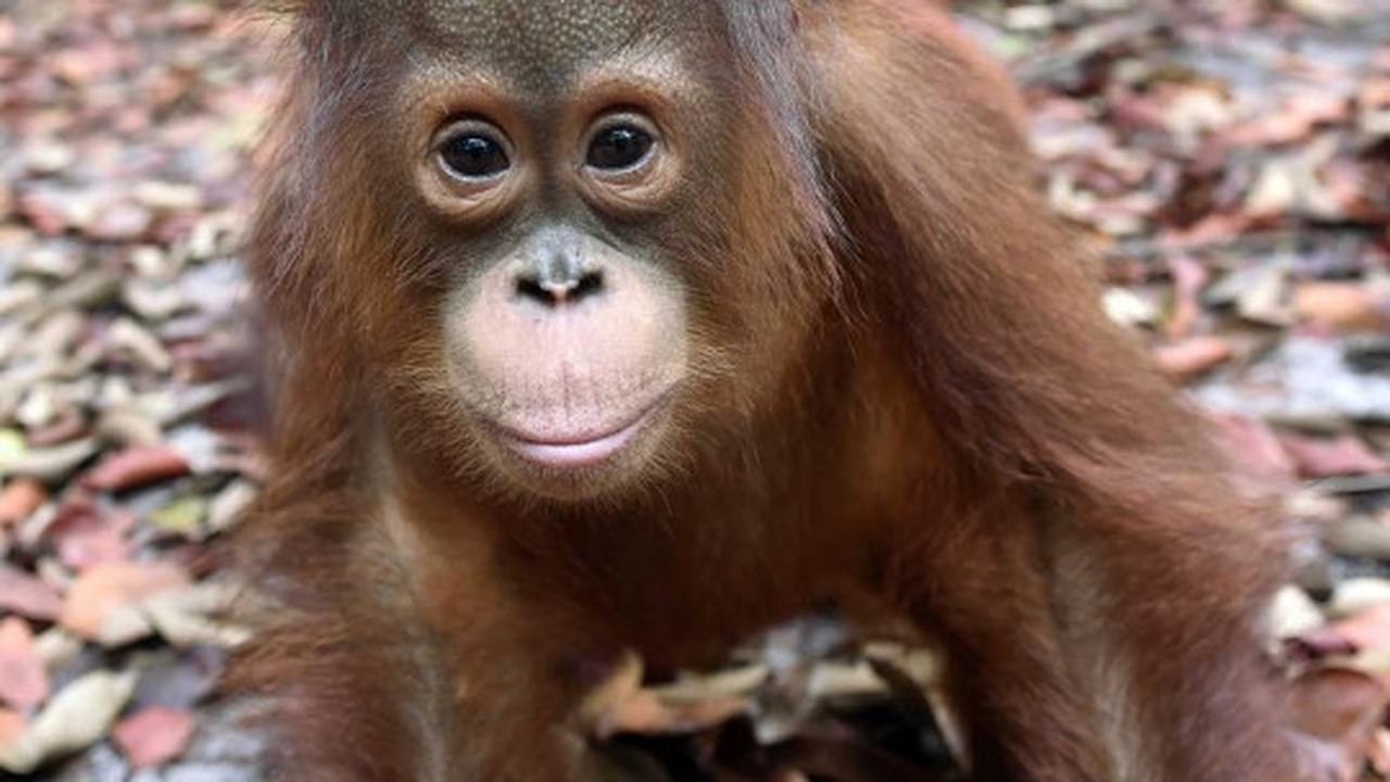 Menengok bayi orang utan selamat dari kebakaran hutan Palangkaraya
