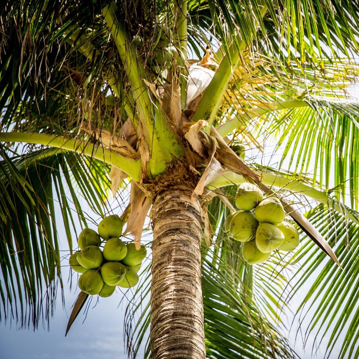Batang batang panjang pohon kelapa lirik