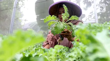 Kelompok Wanita Tani (KWT) D'Shafa merawat tanaman dengan sistem smart farming di agroeduwisata Edufarm Malakasari, Jakarta, Sabtu (29/6/2024). (Liputan6.com/Herman Zakharia)