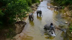 Sejumlah pawang menggiring gajah Sumatera ke sungai untuk dimandikan di Koridor Satwa Trumon, Kawasan Ekosistem Leuser, Aceh Selatan pada 15 April 2019. Gajah merupakan hewan mamalia darat terbesar yang masih hidup sampai saat ini. (CHAIDEER MAHYUDDIN / AFP)