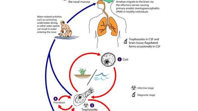 Amoeba Pemakan Otak (Centers for Disease Control and Prevention)