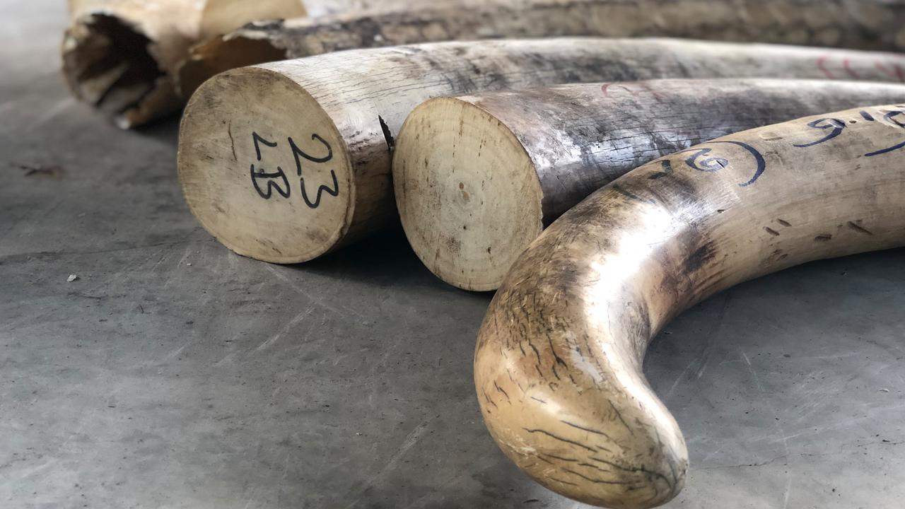 Singapura Sita Gading Gajah dan Sisik Trenggiling