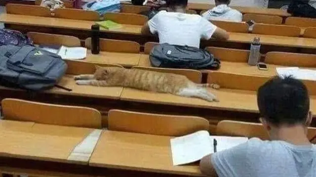 Gemas Banget, 7 Foto Kocaknya Kalau Kucing Sekolah