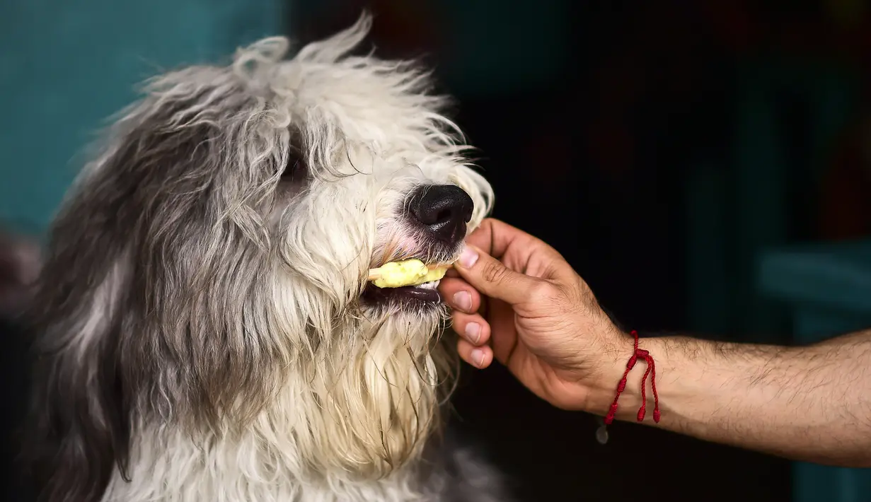 Anjing Old English Sheep bernama Super menyantap es krim yang diberikan oleh pemiliknya di kedai es krim khusus anjing di Mexico City, ibu kota Meksiko, Minggu (9/4). Es krim di toko ini telah didesain khusus menjadi makanan anjing. (RONALDO SCHEMIDT/AFP)