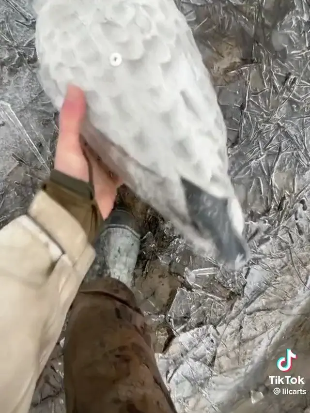 Video burung beku