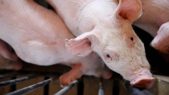 Ilustrasi bayi babi mutan. (AP)