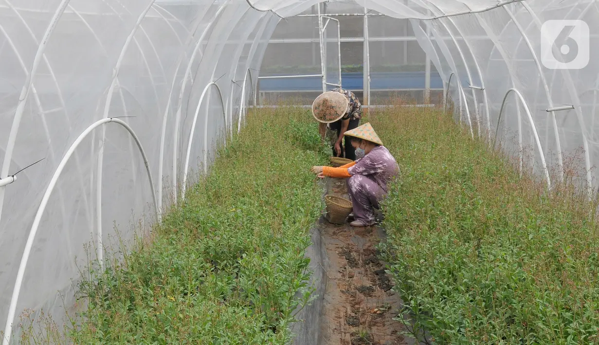 Maisa yang penyandang autisme memanen sayuran dalam kebun hidroponik di kawasan Ciganjur, Jakarta, Rabu (9/2/2022). Berkat dukungan kedua orang tuanya, Kebun Maisya Petani yang dikelolanya selama lebih dari dua tahun mampu mencukupi kebutuhan sehari-hari dan pegawainya. (merdeka.com/Arie basuki)