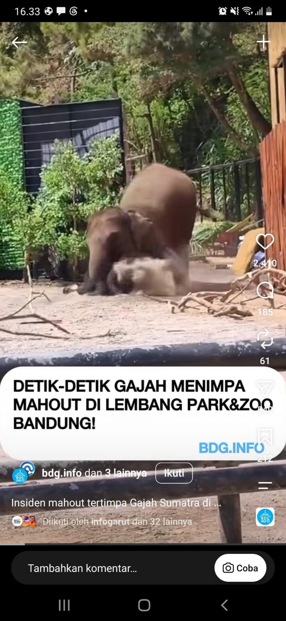 Gajah menimpa pawang di Lembang Park & Zoo. (tangkapan layar video di media sosial).