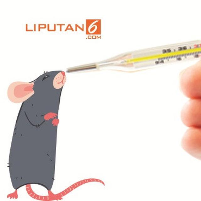 Headline Mewaspadai Jejak Kencing Tikus Penyebab Klb Leptospirosis Health Liputan6 Com