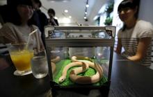 Sensasi merinding makan ditemani ular di kafe Tokyo Snake Center