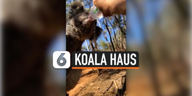 VIDEO: Lagi, Koala Haus Minta Minum ke Pemadam Kebakaran