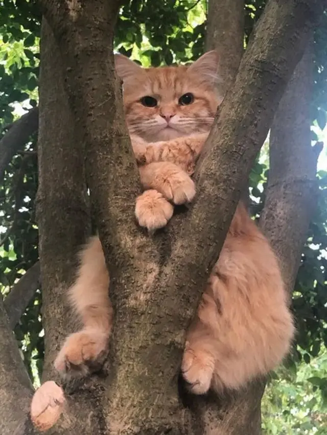 tingkah kucing