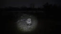 Seekor singa Angola melihat dari kandangnya di Attica Zoological Park di Spata, dekat Athena, pada 21 Januari 2021. Dengan tidak adanya pengunjung atau bantuan pemerintah, satu-satunya kebun binatang Yunani menghadapi tagihan besar untuk kebutuhan 2.000 satwa penghuni. (AP Photo/Petros Giannakouris)
