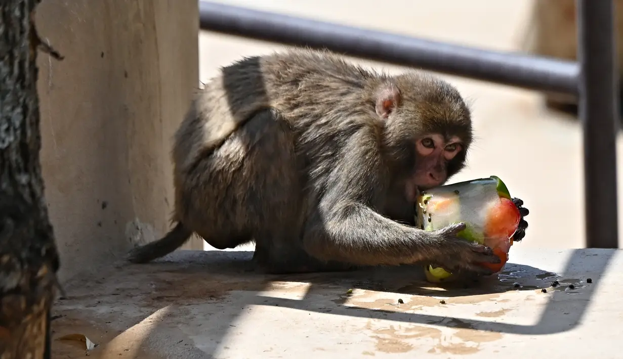 Seekor kera memakan buah-buahan beku untuk mendinginkan diri saat suhu mencapai 37 derajat Celcius di kebun binatang Bioparco di Roma, Italia pada 16 Agustus 2021. (Andreas SOLARO / AFP)