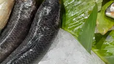 Makan Ikan Gabus Usai Operasi Caesar, Ketahui Peran Albumin