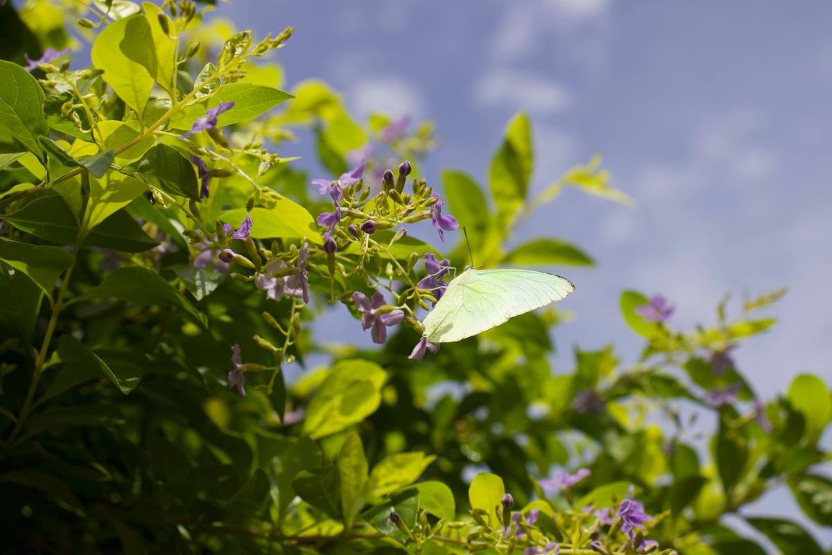Ilustrasi Duranta erecta