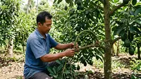 7 Cara Membuat Pohon Alpukat Stres agar Cepat Berbuah yang Aman