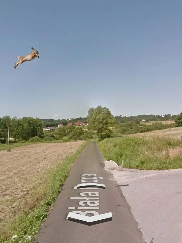 8 Potret Hewan Tertangkap Kamera Google Street View Ini Bikin Tepuk Jidat