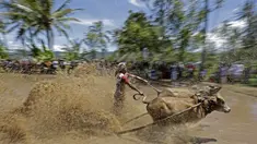 Aksi seorang Joki saat mengendarai Jawi, Pacu Jawi merupakan olahraga tradisional untuk merayakan hasil panen dan juga menarik wisatawan di Tanah Datar, Sumatera Barat, Sabtu (13/8/2016). (Bola.com/Nicklas Hanoatubun)