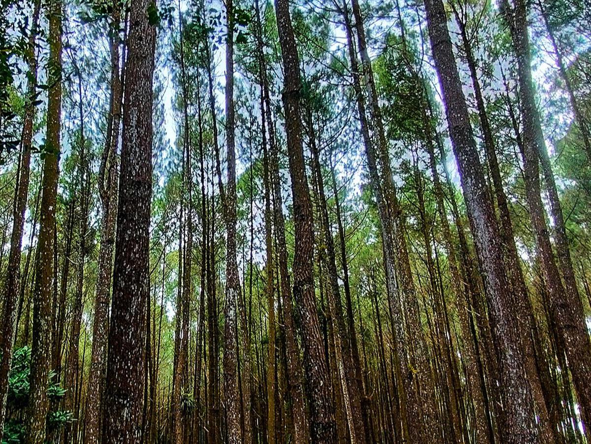 Ilustrasi Hutan Pinus Mangunan
