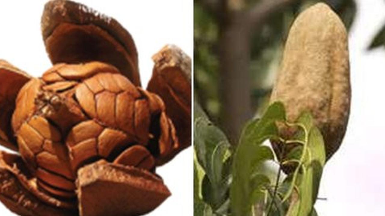 Ungkap 7 khasiat buah tunjuk langit untuk tubuh!