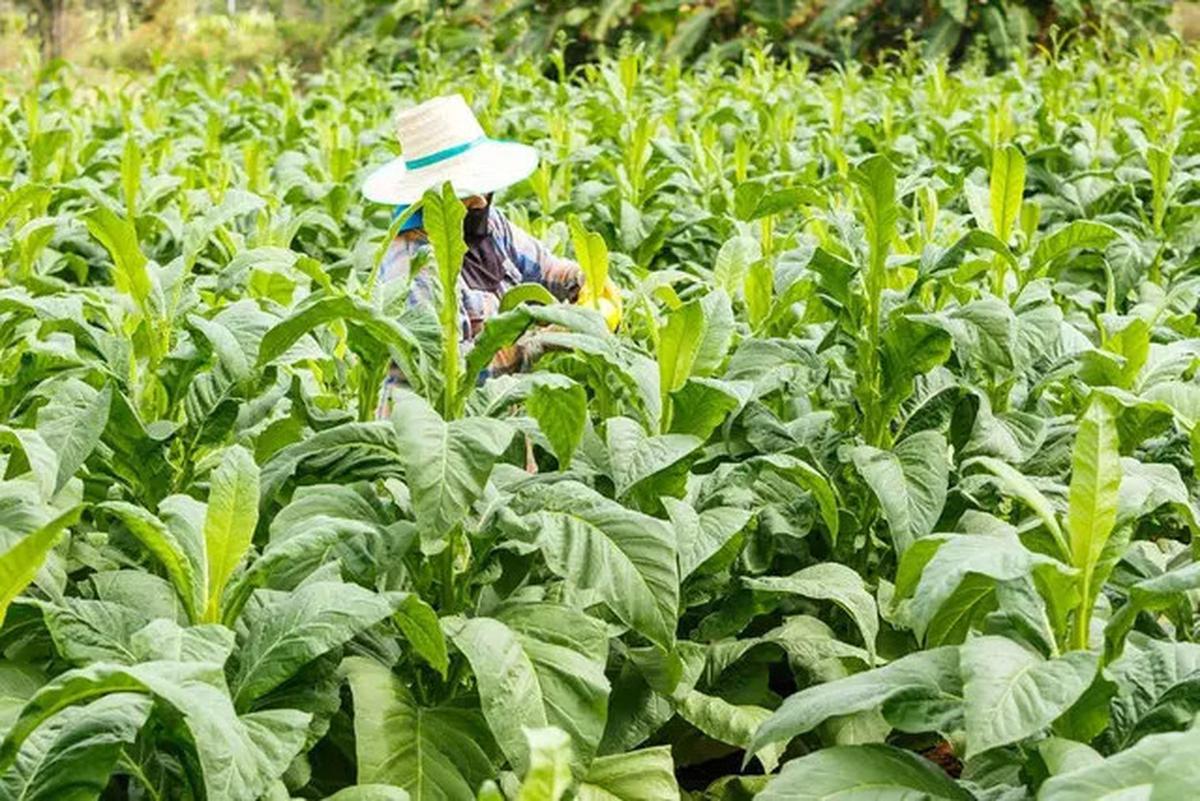 Petani Tembakau  Cemas Penjualan Hasil Panen Anjlok, Ini Gara-garanya