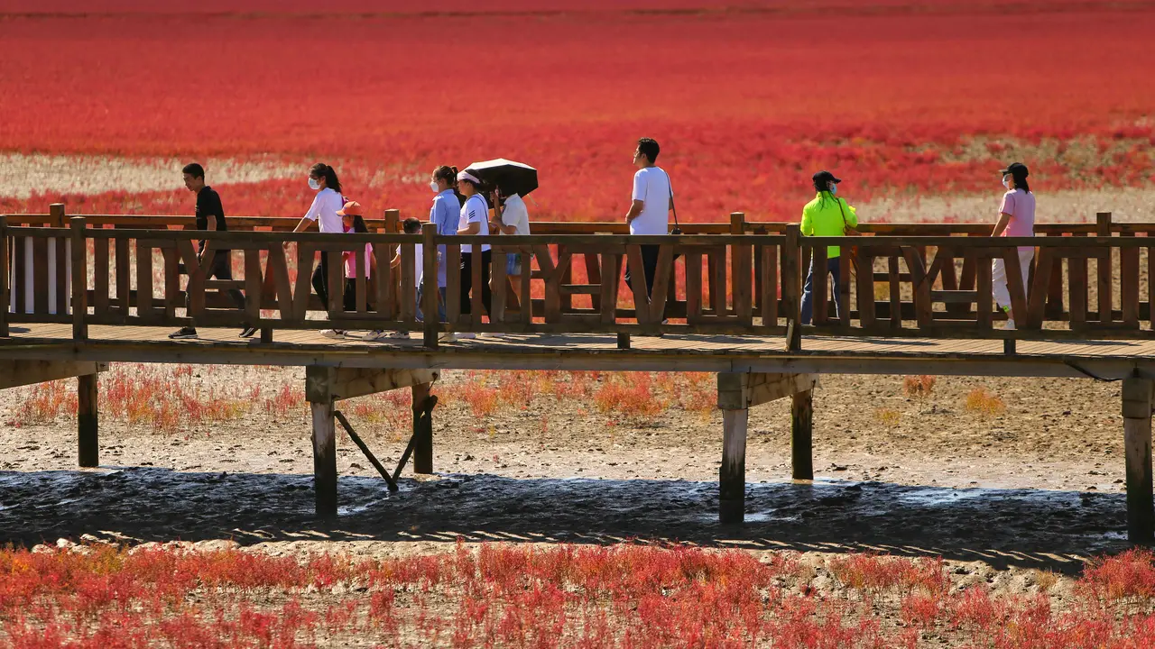 Pemandangan Unik Pantai Merah di China