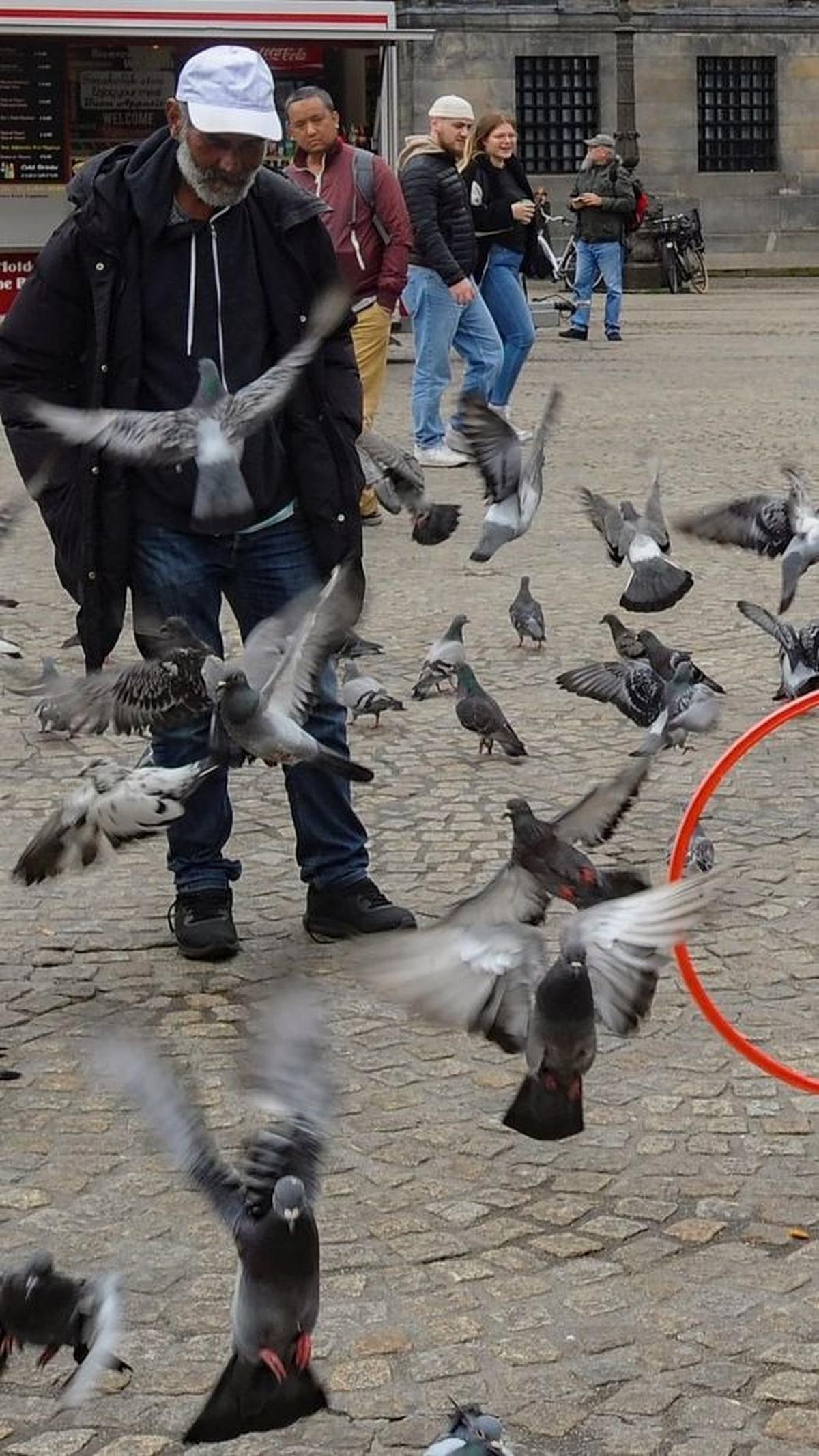 Diperkirakan ada sekitar 40.000 burung merpati kota di Belanda. Foto: merdeka.com / Arie Basuki<br>