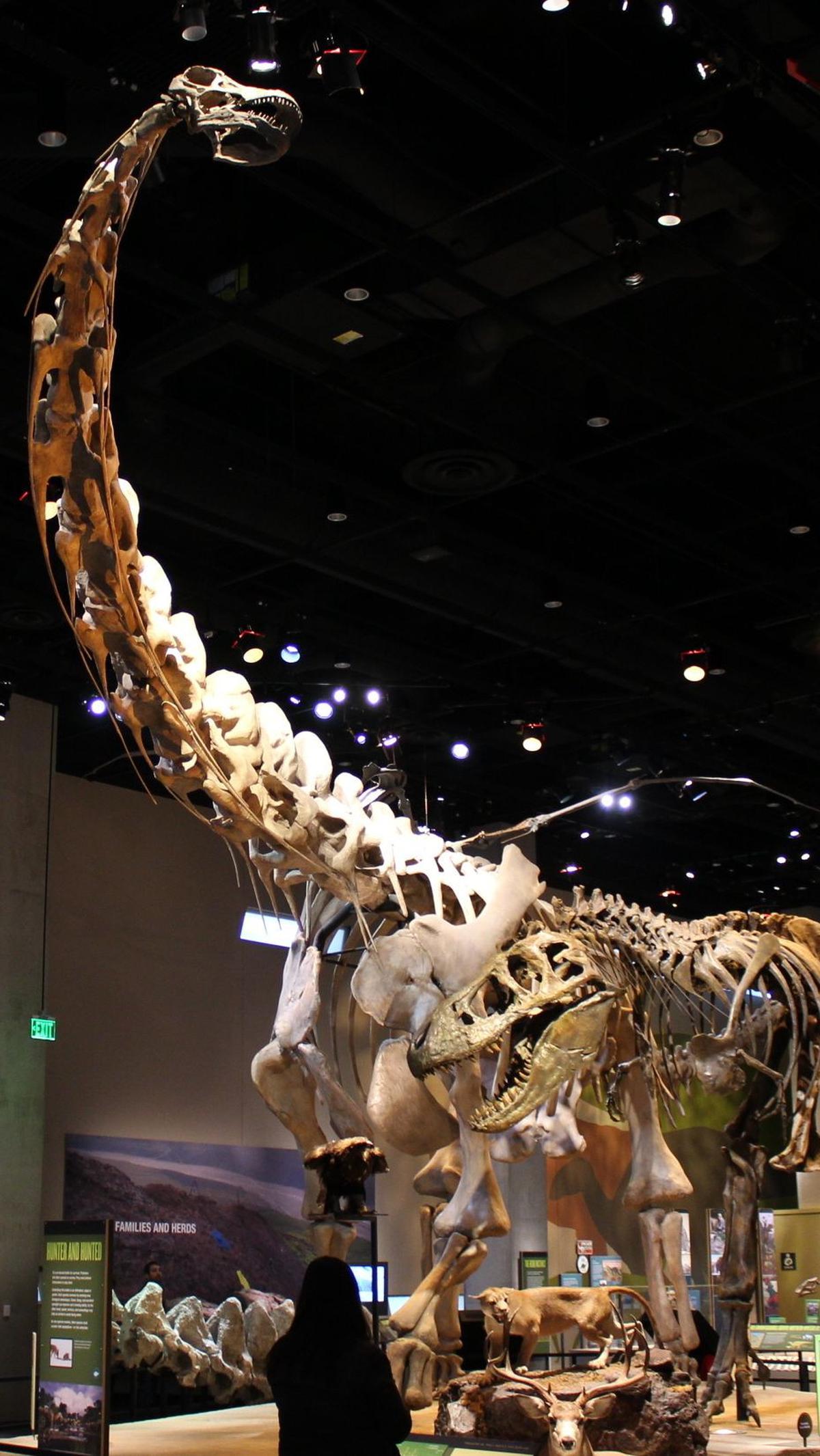 2.&nbsp;Alamosaurus