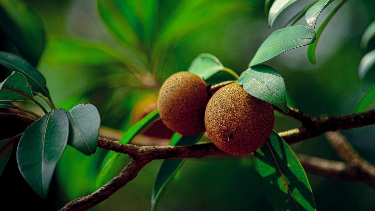 TOP 3: Pohon Buah yang Jarang Diserang Lalat Buah, Arti Positif Thinking dan Baddie