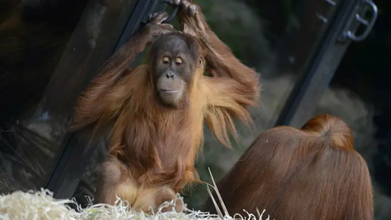 Orangutan Kagum Saat Melihat Seorang Ibu Menyusui Bayinya