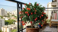 7 Pohon Buah Mini untuk Balkon Panas, Tetap Subur Meski Terik