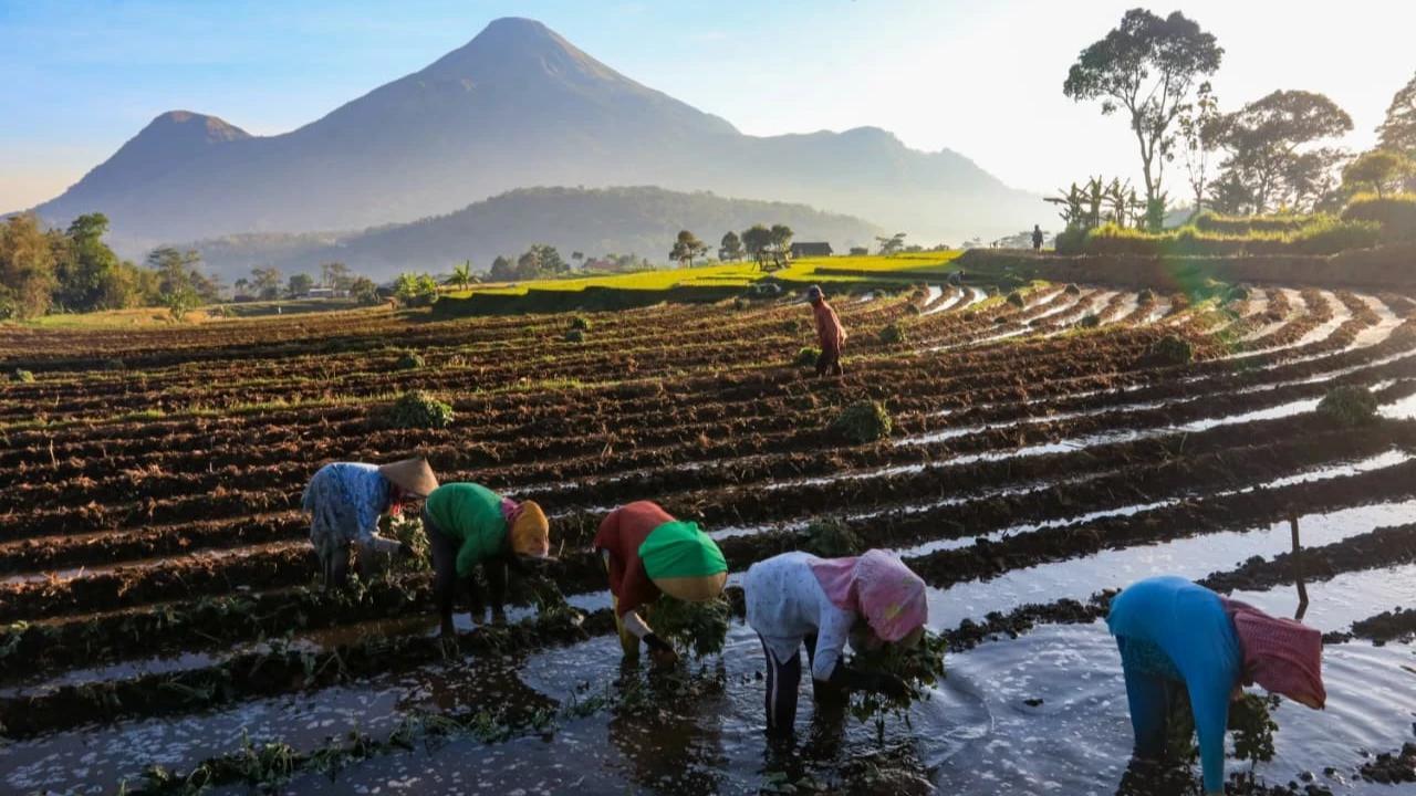 KUR BRI Mengaliri Sawah Rakyat, Menggerakkan Ekonomi dan Ketahanan Pangan Nasional