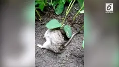 Seorang petani di India menemukan tanamannya tumbuh pada seekor tikus yang hidup. Tanaman kacang kedelai tersebut diduga berkecambah pada luka terbuka  di tubuh tikus.