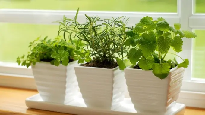 [Bintang] 8 Sayuran yang Sempurna untuk Ditanam di Taman 'Indoor'