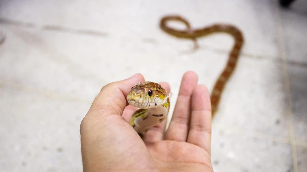 5 Jenis Ular Kecil yang Bisa Jadi Peliharaan Pemula, Jinak dan Aman