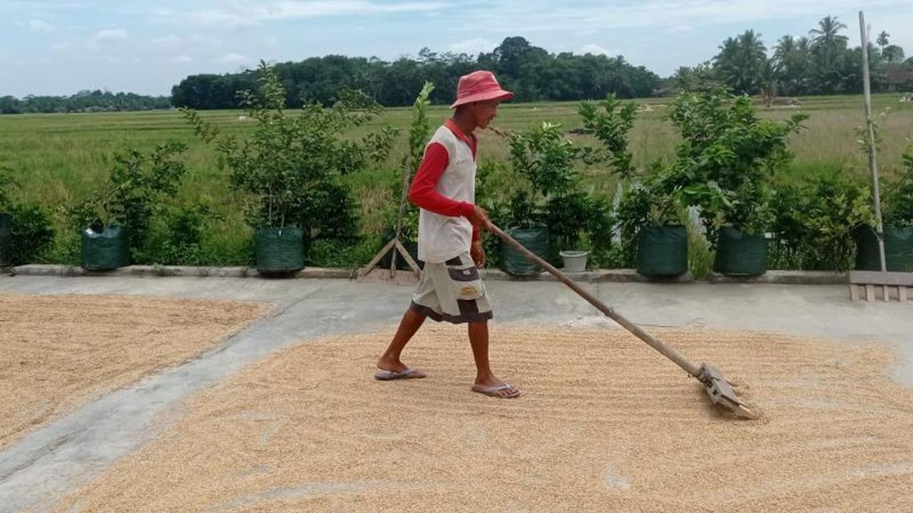 BUMD Lebak Tampung Gabah Petani: Strategi Jitu Tingkatkan Ekonomi Daerah dan Swasembada Pangan
