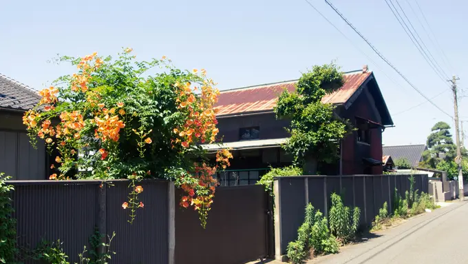 Ilustrasi Tembok Rumah (Credit: Hiro Ishii/Unsplash)