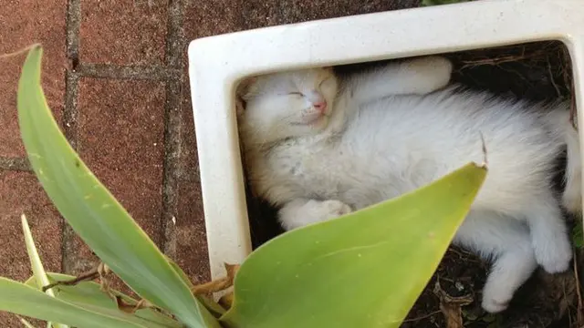 8 Potret Ini Buktikan Kucing Bisa Tidur di Mana Saja
