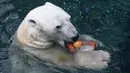 Seekor beruang kutub jantan, Tongki memakan  buah yang telah dibekukan di Everland Resort, Korea Selatan, Kamis (21/6). Akibat udara panas, pihak pengelola kebun binatang berinisiatif untuk memberi es krim pada beruang 23 tahun itu. (AFP/Jung Yeon-je)