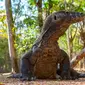 Ilustrasi komodo di Taman Nasional Komodo. (Sumber foto: Pexels.com).