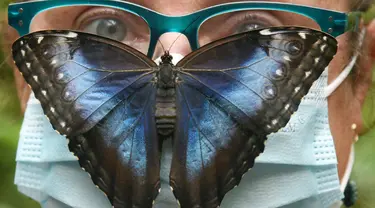 Kupu-kupu Biru (Morpho peleides) berusia beberapa jam mendarat di atas kepala seorang perempuan yang mengenakan masker di Taman Kupu-Kupu Alaris di Lutherstadt Wittenberg, Jerman pada 8 September 2020. (Waltraud Grubitzsch/dpa via AP)