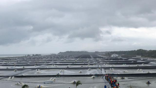 Ilustrasi tambak udang vaname. (Tira/Liputan6.com)