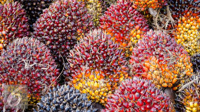 Ilustrasi Kelapa Sawit (iStockphoto)