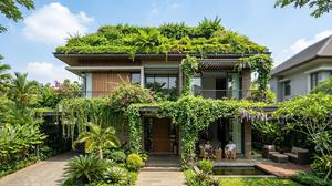 10 Tanaman Rambat Atap Rumah yang Bikin Sejuk, Rumah Terasa Lebih Teduh dan Asri