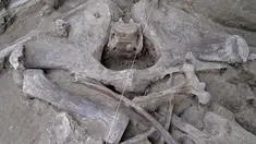 Gambar selebaran yang dirilis pada  6 November 2019 menunjukkan tulang mammoth yang ditemukan di Tultepec, Meksiko. Para arkeolog menemukan 800 tulang dari setidaknya 14 hewan raksasa, temuan terbesar untuk fosil mammoth. (Photo by HO / INAH / AFP)