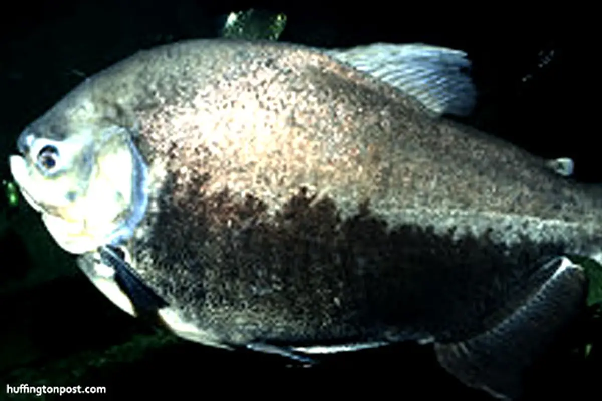 ikan-pacu-130812b.jpg